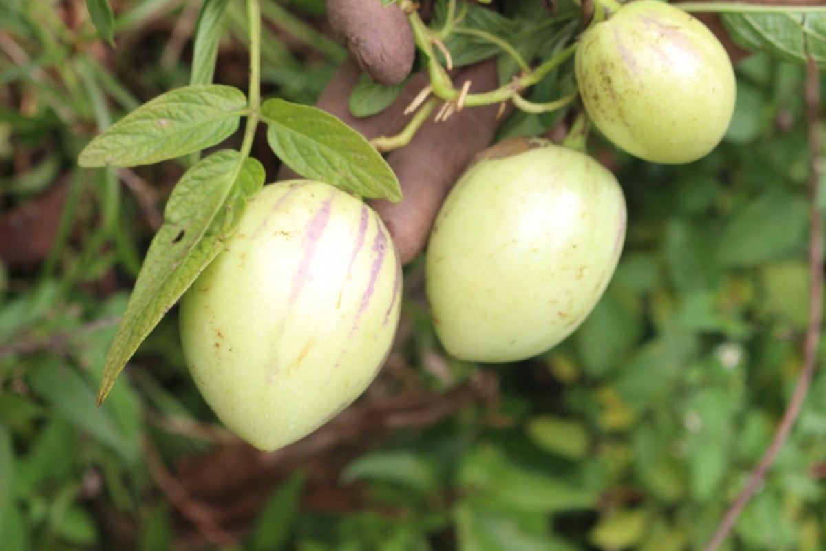 Solanum muricatum Aiton